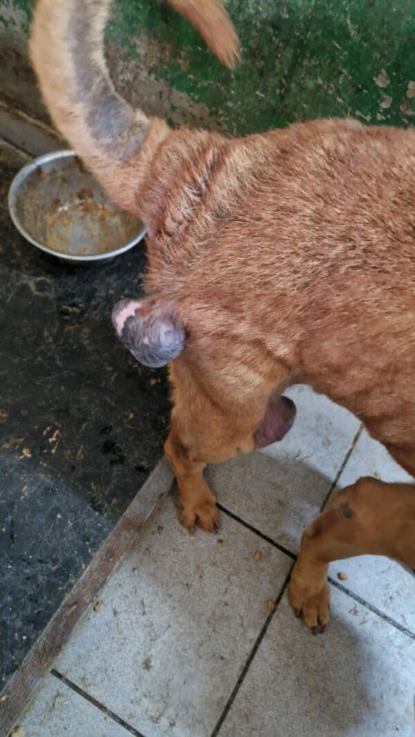 HADES (♂) - Notfall-Senior - mehrere große Tumore - vermittelt Manuela – Bild 3