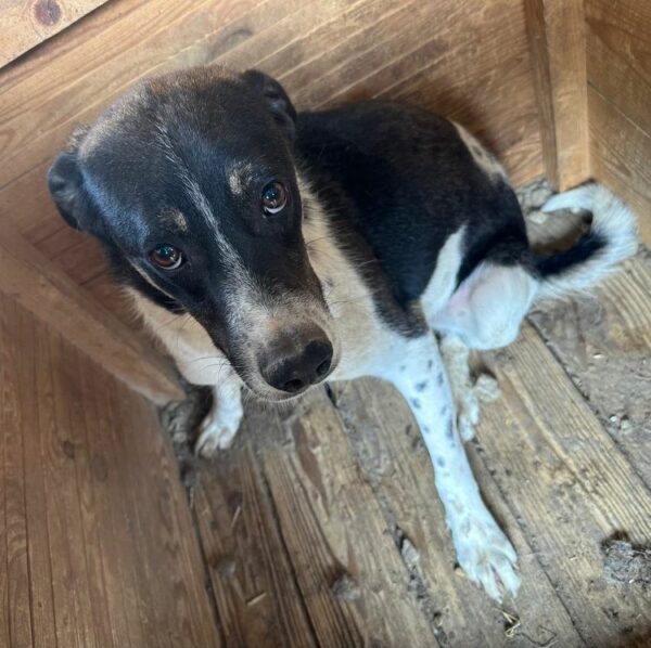 SCOTTY (♂) - dringend Platz gesucht! – Bild 3