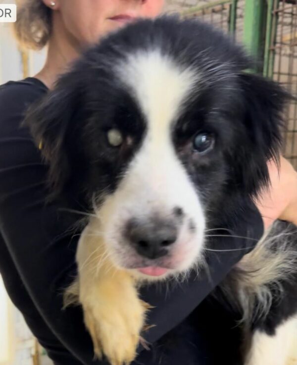 CAPONE (♂) - Notfall-Senior - als PDR GPH auf dem Eulenhof