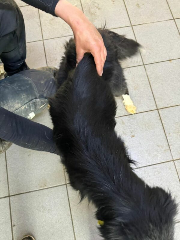 CAPONE (♂) - Notfall-Senior - als PDR GPH auf dem Eulenhof – Bild 2