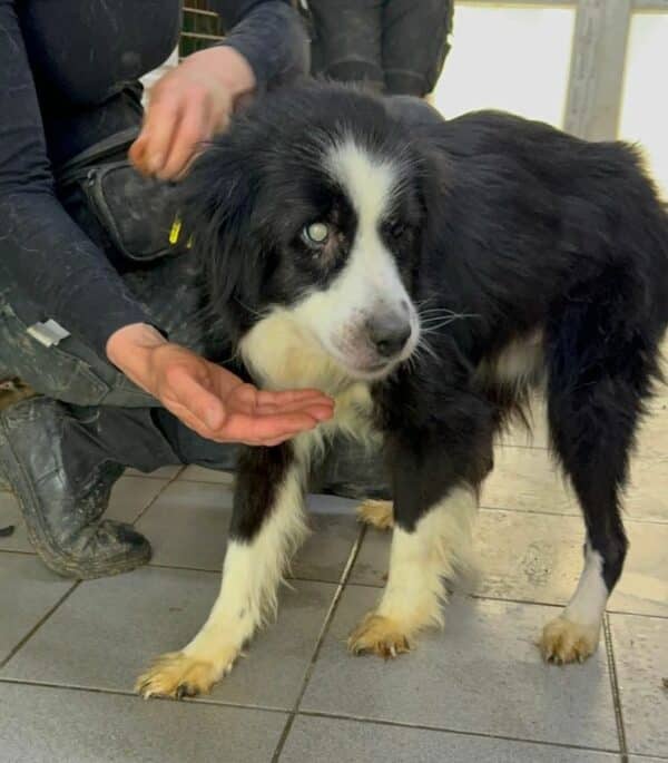 CAPONE (♂) - Notfall-Senior - als PDR GPH auf dem Eulenhof – Bild 3