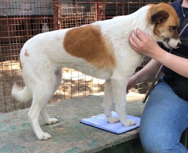 OLYMPIA (♀) - reserviert Tierhilfe Lebenswert DR - vermittelt – Bild 2