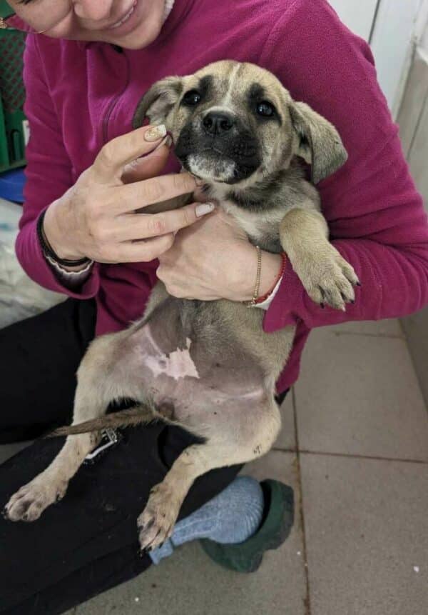 GIONA (♀) - ausgereist zu 4animals – Bild 11