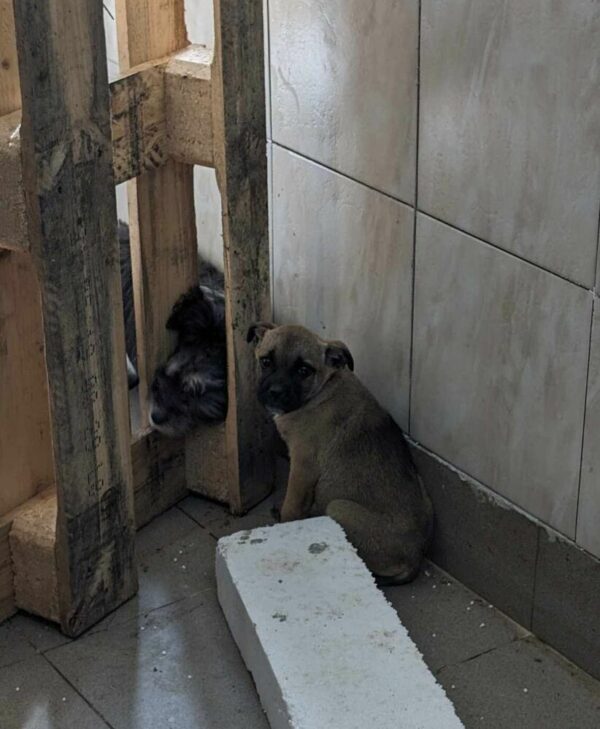 HEDIE (♀)- auf PDR PS im PLZ Bereich 66  - vermittelt – Bild 5