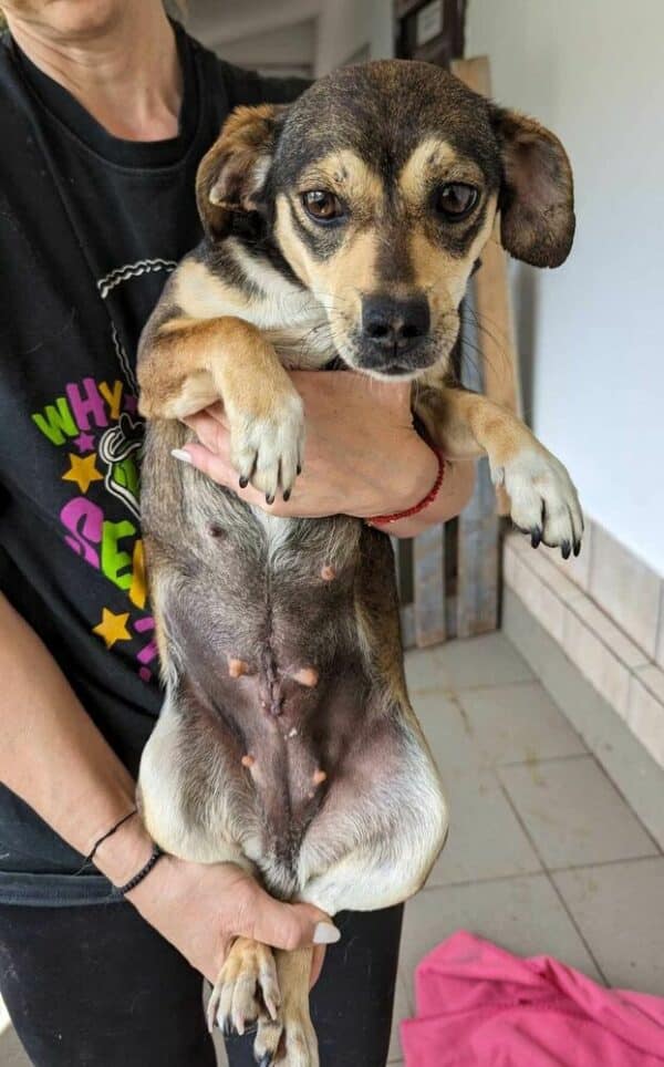 VIOLETTA (♀) - reserviert KM vermittelt – Bild 3