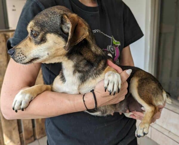 VIOLETTA (♀) - reserviert KM vermittelt – Bild 2