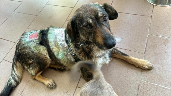 SHANIA (♀)  - vermittelt MH – Bild 3