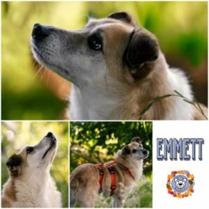 Emmett (♂) in 45549 Sprockhövel - vermittelt
