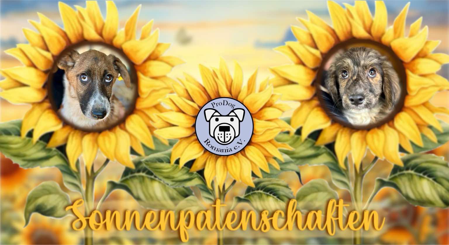 Sonnenpatenschaft
