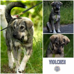 VIOLCHEN (♀) in 95466 Weidenberg - vermittelt