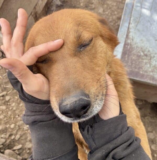 GIDGET (♂) - seit 2023 im Shelter – Bild 3