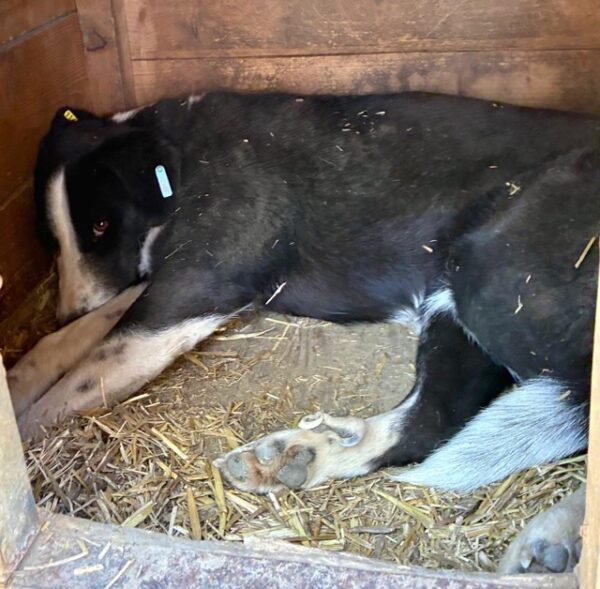 KATHANI (♀) – Bild 12
