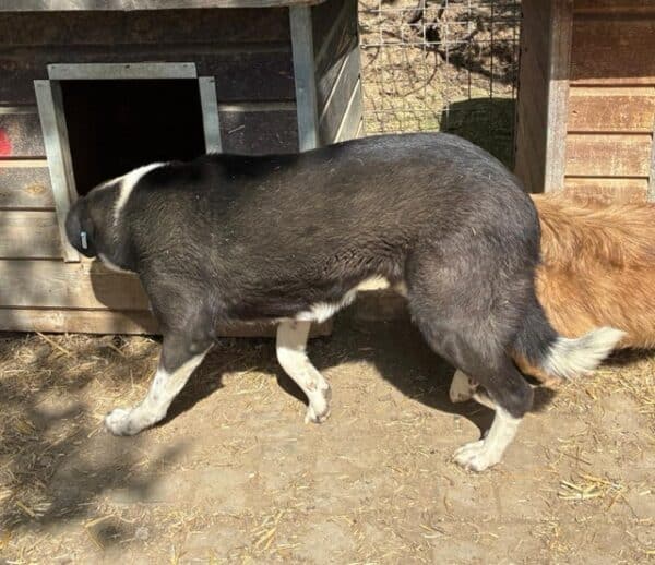 KATHANI (♀) – Bild 8