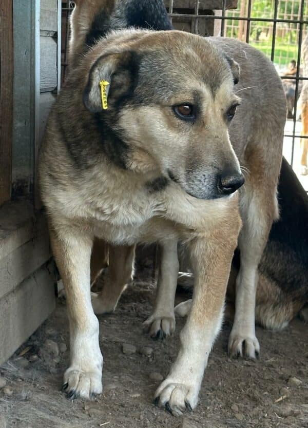 CAIRA (♀) – Bild 4
