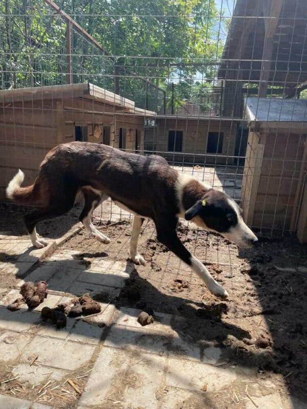 KATHANI (♀) – Bild 11