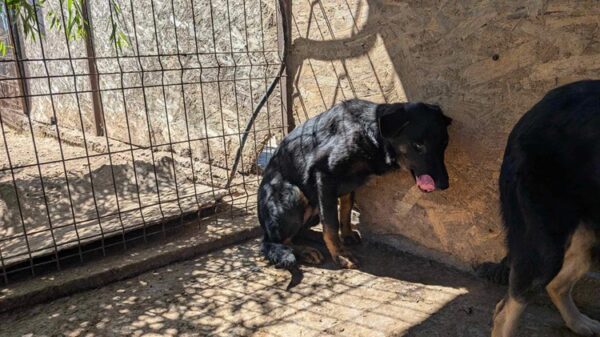 MAXI (♂) – Bild 4