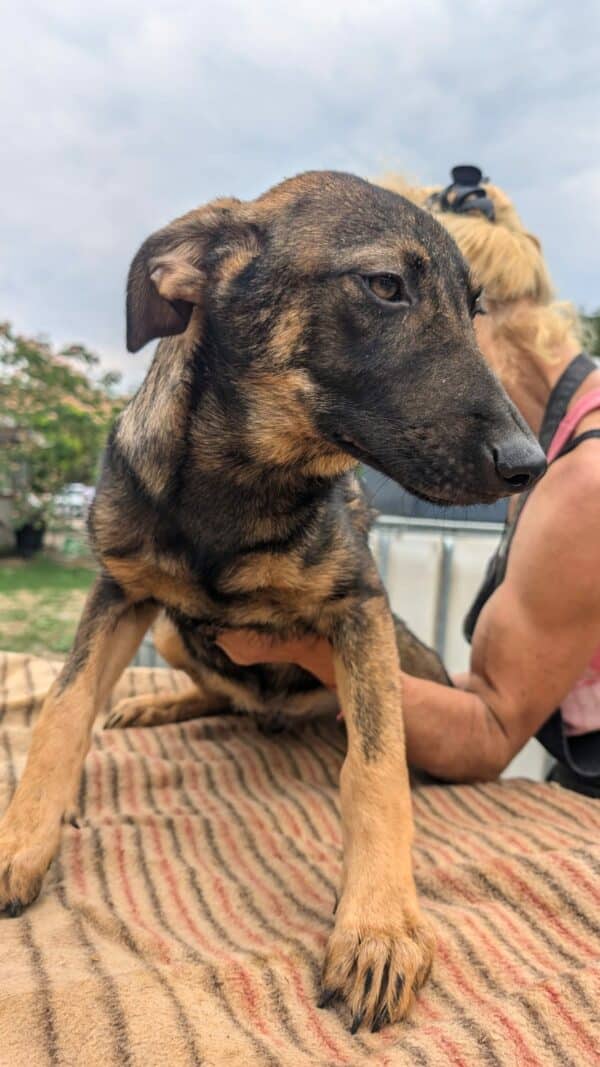 ANGUS (♂) – Bild 11