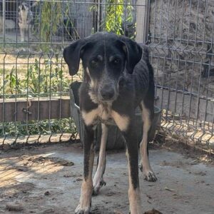 KATIE (♀) - Notfall - extrem dünn - Mobbingopfer - dringend Platz gesucht - vermittelt 25.10.24
