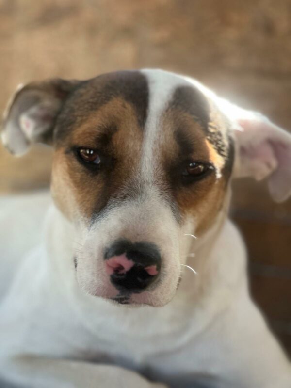BRODIE (♂) - vermittelt MH – Bild 5