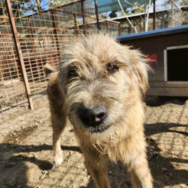 GASPAR (♂) - ausgereist zur Tierhilfe Lebenswert DR 11.04.25 – Bild 2