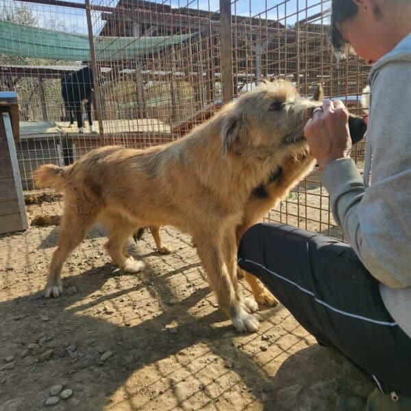 GASPAR (♂) - ausgereist zur Tierhilfe Lebenswert DR 11.04.25 – Bild 5