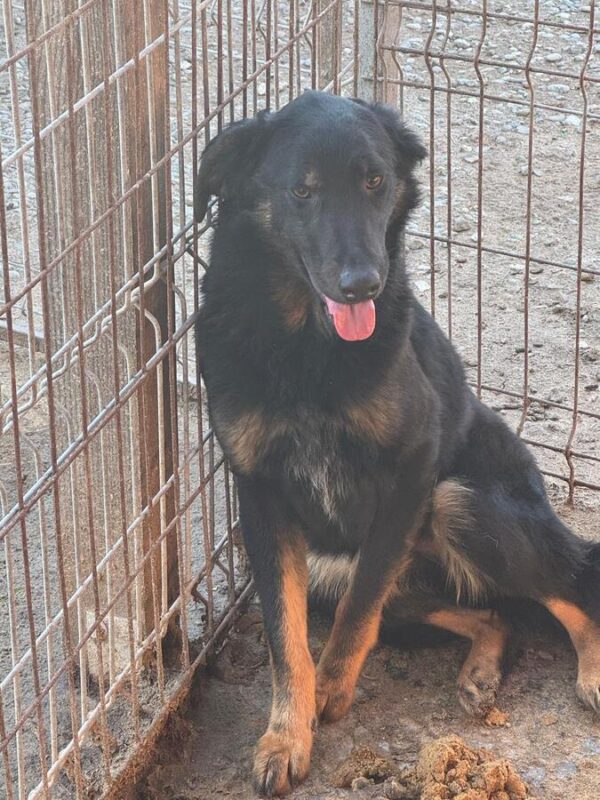 MAXI (♂) – Bild 2