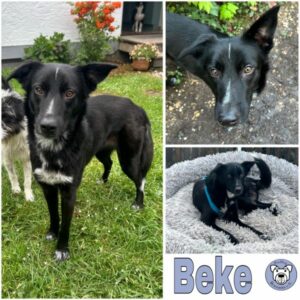 Beke (♀) in 53115 Bonn - vermittelt