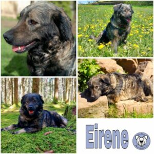 Eirene (♀) in 78713 Schramberg - vermittelt
