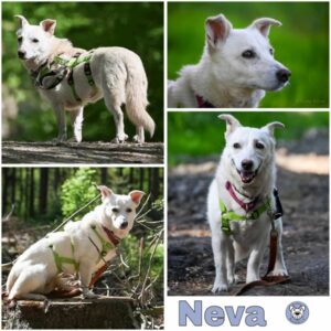 Neva (♀) in 27726 Worpswede