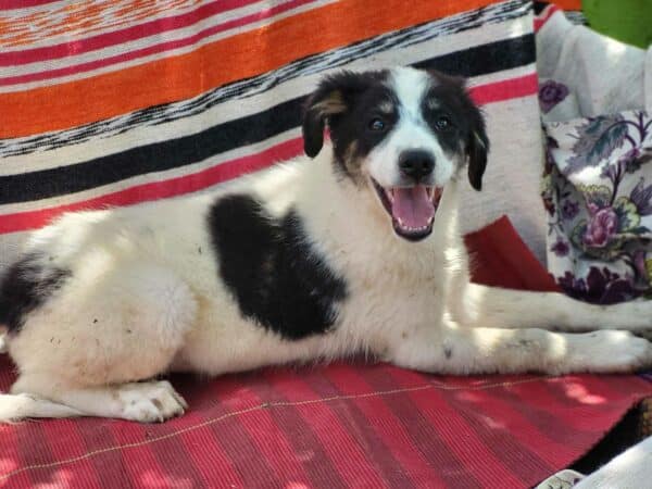 SWEETI (♀) – Bild 9