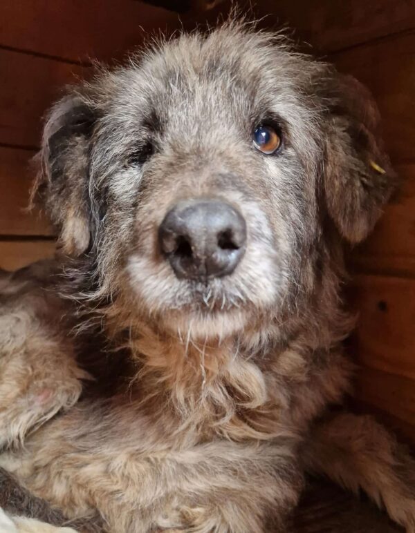 YURA - Gnadenplatzhund seit dem 11.05.2024 - RBB 06/2025 – Bild 5