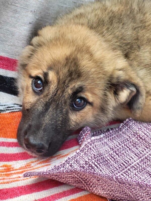 HUMPHREY (♂) - vermittelt MD – Bild 2