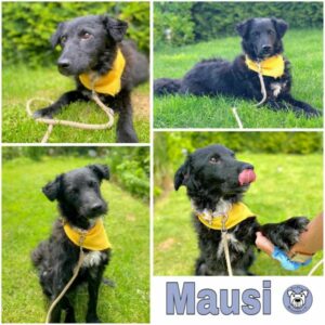 MAUSI (♀) in 72144 Dußlingen - vermittelt