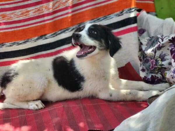 SWEETI (♀) – Bild 11