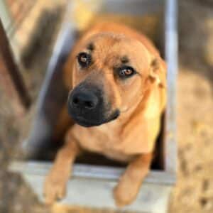CADIS (♀) - auf PS im PLZ Bereich 34 (MH) - vermittelt