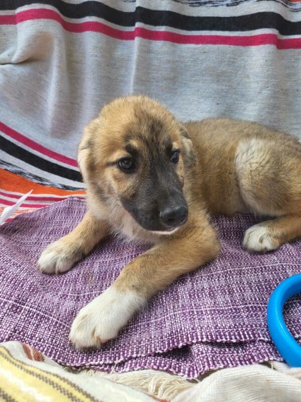 HUMPHREY (♂) - vermittelt MD – Bild 4