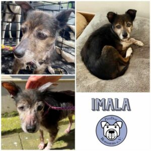 IMALA - Gnadenplatzhund seit dem 11.05.2024