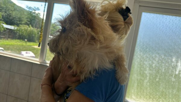 JULCHEN (♀) - ausgereist zu Second chance dogs – Bild 4
