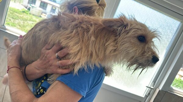 JULCHEN (♀) - ausgereist zu Second chance dogs – Bild 2