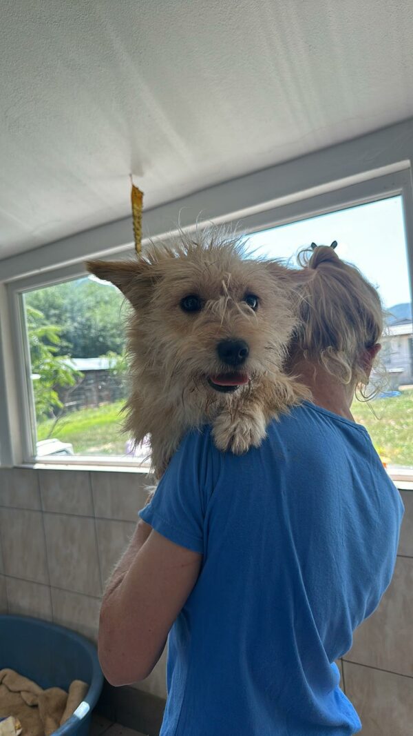 JULCHEN (♀) - ausgereist zu Second chance dogs – Bild 5