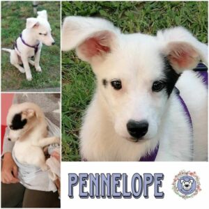 PENNELOPE (♀) in 91187 Röttenbach  - vermittelt