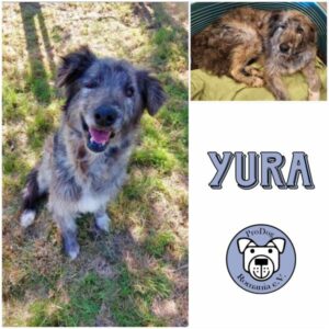 YURA - Gnadenplatzhund seit dem 11.05.2024 - RBB 06/2025