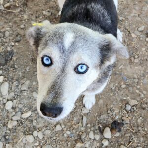 BLUE EYES (♀) - ausgereist zu ProVitaAnimale