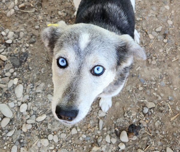 BLUE EYES (♀) - ausgereist zu ProVitaAnimale