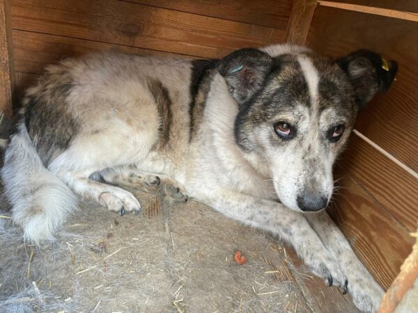 SNOWIE (♀) – Bild 3