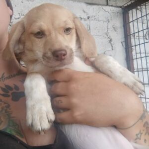 ELLY (♀) - ausgereist zu Second Chance Dogs