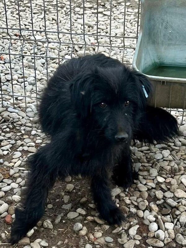 JILLI (♀) – Bild 3