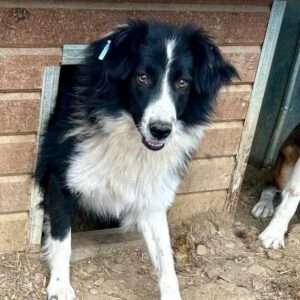 CORALEE (♀) - ausgereist zu Second Chance Dogs (AL)