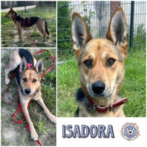 ISADORA (♀) in 09661 Striegistal - vermittelt