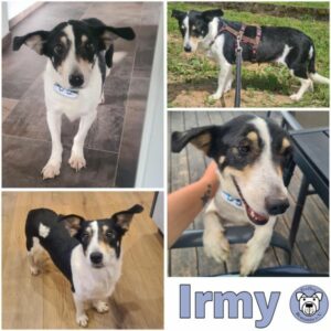Irmy (♀) in 63928 Pfohlbach - vermittelt